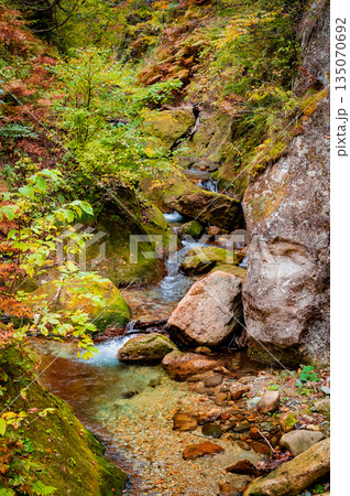宮城県 曇天の鳴子峡 秋の紅葉と渓谷風景 宮城県 曇天の鳴子峡 秋の紅葉と渓谷風景 135070692