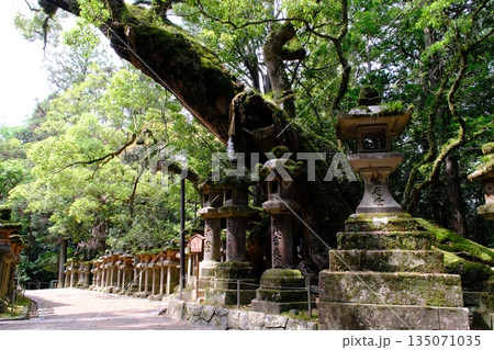 春日大社の若宮大楠と石灯篭 奈良県 春日大社の若宮大楠と石灯篭 奈良県 135071035