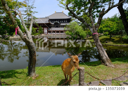 東大寺大仏殿と鹿 奈良県 東大寺大仏殿と鹿 奈良県 135071039