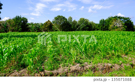 Beautiful Corn Plantation Landscape with Tropical Forest Border and Blue Sky Beautiful Corn Plantation Landscape with Tropical Forest Border and Blue Sky 135071088