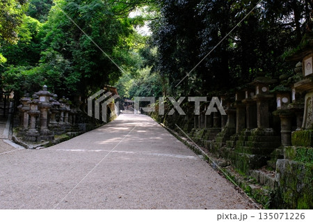 春日大社の参道　奈良県 135071226