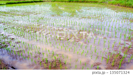 Submerged Green Rice Seedlings in Watery Paddy Field Surface 135071324