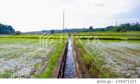 Concrete Irrigation Canal Passing Through Lush Green Paddy Fields 135071325