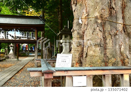 盛岡住吉神社のケヤキ 盛岡住吉神社のケヤキ 135071402
