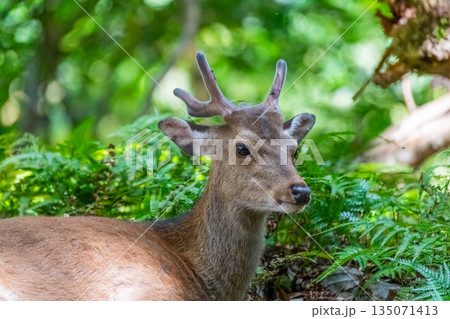 ヤクシカの雄　警戒　世界自然遺産屋久島の森(春 135071413