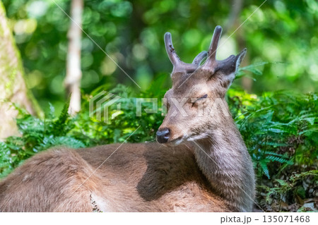 ヤクシカの雄　くつろぐ　世界自然遺産屋久島(春　　 135071468
