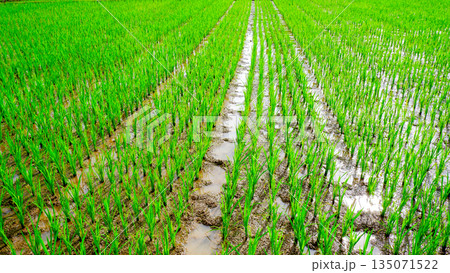 Neat Rows of Rice Plants in Paddy Field with Water Reflection Neat Rows of Rice Plants in Paddy Field with Water Reflection 135071522