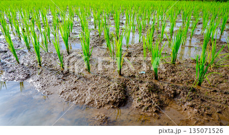 Texture of Muddy Soil and Rice Plants in Traditional Paddy Field Texture of Muddy Soil and Rice Plants in Traditional Paddy Field 135071526