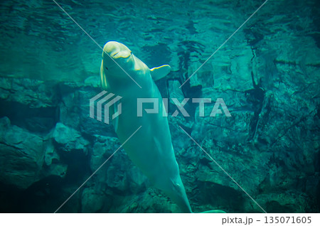 水族館のベルーガ（白イルカ）　海洋哺乳類の水中風景 135071605