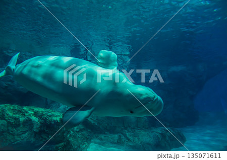 水族館のベルーガ（白イルカ）　海洋哺乳類の水中風景 135071611