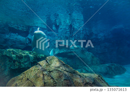 水族館のベルーガ（白イルカ）　海洋哺乳類の水中風景 135071613