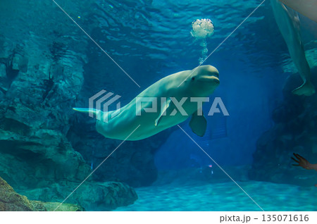 水族館のベルーガ(白イルカ) 海洋哺乳類の水中風景 水族館のベルーガ(白イルカ) 海洋哺乳類の水中風景 135071616