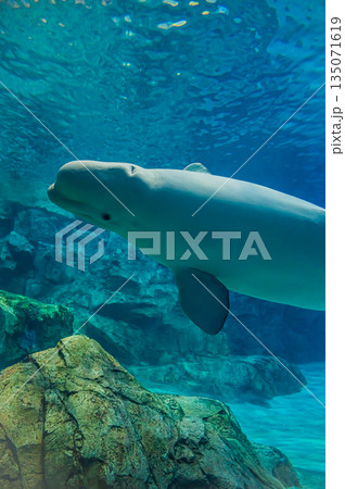 水族館のベルーガ（白イルカ）　海洋哺乳類の水中風景 135071619