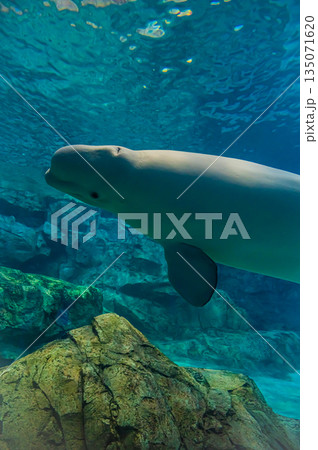 水族館のベルーガ（白イルカ）　海洋哺乳類の水中風景 135071620