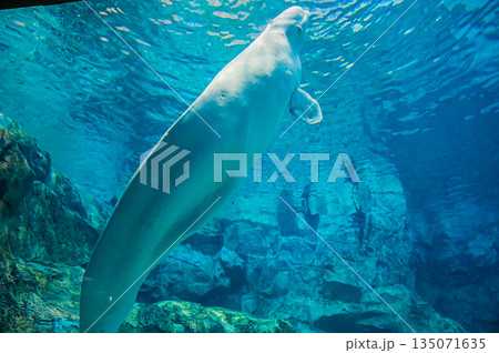 水族館のベルーガ（白イルカ）　海洋哺乳類の水中風景 135071635