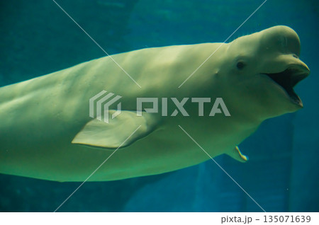水族館のベルーガ（白イルカ）　海洋哺乳類の水中風景 135071639