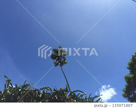 青空に伸びるヤシの木　南国ハワイの夏イメージ 135071807
