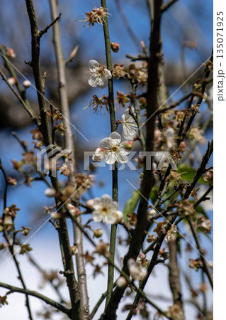 うめ 春告草 ソシンロウバイ 135071925