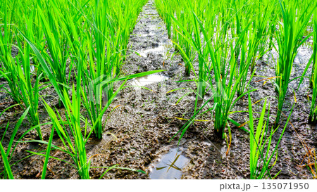 Close Up Lush Green Rice Plants in Paddy Field with Water Reflections Close Up Lush Green Rice Plants in Paddy Field with Water Reflections 135071950