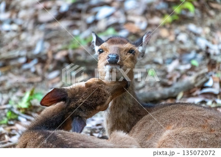 ヤクシカの雌　くつろぐ愛撫　世界自然遺産屋久島(春 135072072