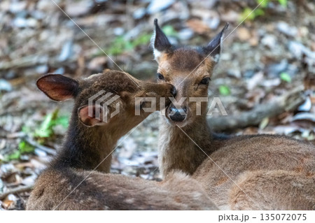 ヤクシカの雌　くつろぐ愛撫　世界自然遺産屋久島(春 135072075
