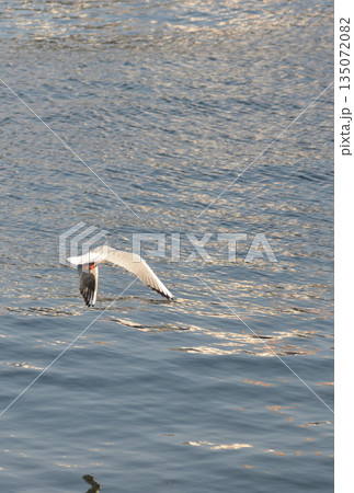 海の上を飛ぶ鳥 135072082