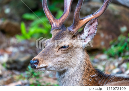 ヤクシカの雄　くつろぐ　世界自然遺産屋久島(春 135072109