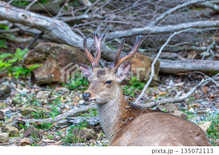 ヤクシカの雄　くつろぐ　世界自然遺産屋久島(春 135072113