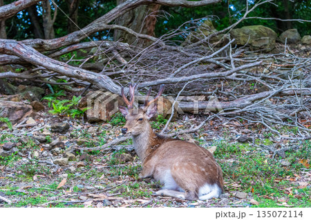 ヤクシカの雄　くつろぐ　世界自然遺産屋久島(春 135072114