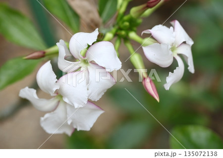 ハクバジョウの花 135072138