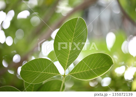 プセウドボンバックス・エリプティクムの葉裏の葉脈 135072139