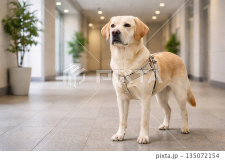 室内で静かに待機する盲導犬 公共空間で支援する補助犬のイメージ 室内で静かに待機する盲導犬 公共空間で支援する補助犬のイメージ 135072154