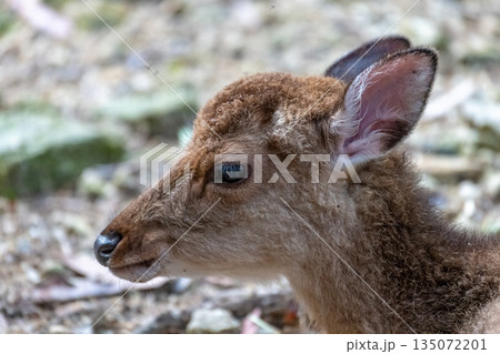 ヤクシカの子ども 可愛い 世界自然遺産屋久島(春 ヤクシカの子ども 可愛い 世界自然遺産屋久島(春 135072201