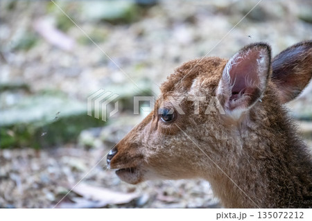 ヤクシカの子ども 可愛い 世界自然遺産屋久島(春 ヤクシカの子ども 可愛い 世界自然遺産屋久島(春 135072212