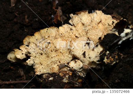 暗い朽ち木土壌に白色腐朽菌ニクウスバタケ茸の腹面（アウトドアフィールド菌・キノコ類マクロ撮影） 135072466