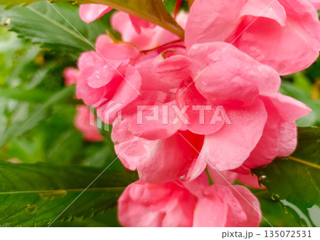 Macro Photography of Pink Balsam Petals with Soft Morning Dew Drops Macro Photography of Pink Balsam Petals with Soft Morning Dew Drops 135072531