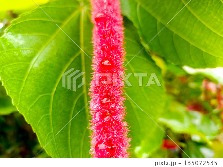 Close Up Vertical Red Chenille Plant Flower against Large Green Leaf Close Up Vertical Red Chenille Plant Flower against Large Green Leaf 135072535