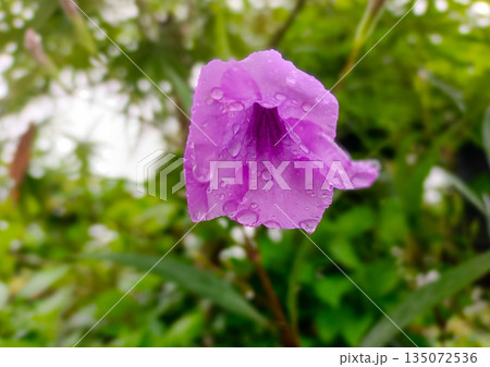 Single Purple Ruellia Tuberosa Flower Covered in Raindrops Close Up 135072536