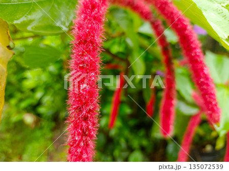 Group of Red Chenille Plant Flowers Hanging in Tropical Forest Group of Red Chenille Plant Flowers Hanging in Tropical Forest 135072539