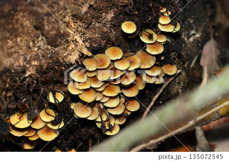 里山の肥沃な土壌に危険な毒キノコのニガクリタケが群生（自然環境下菌・キノコ類マクロ撮影） 135072545