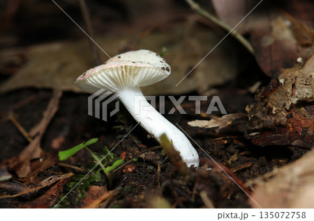 林床の腐葉土にベニタケ属茸のきれいな白い裏面カサヒダ＆柄写真（自然下菌・キノコ類マクロ撮影） 135072758