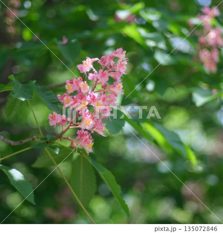 ベニバナトチノキ ベニバナトチノキ 135072846