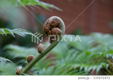 シダの新芽　ツリーファーン　ジャングリア沖縄 135072872