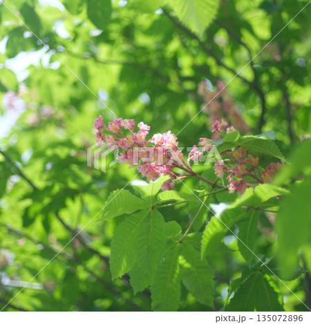 ベニバナトチノキ ベニバナトチノキ 135072896