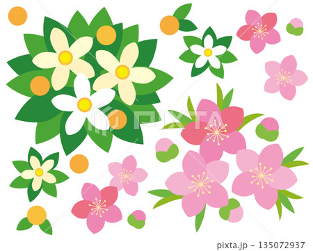 ひな祭りの橘と桃の花のイラスト 135072937