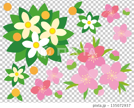 ひな祭りの橘と桃の花のイラスト 135072937