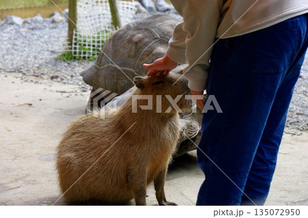 よしよしされて嬉しいカピパラ　ネオパーク沖縄触れ合い広場 135072950