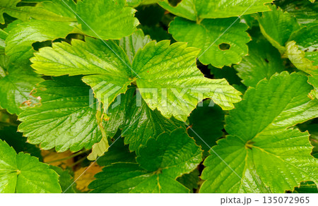 Fresh Green Strawberry Leaves in Garden Fresh Green Strawberry Leaves in Garden 135072965