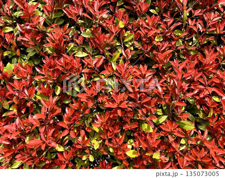 生垣として人気のあるレッドロビンの鮮やかな赤い新芽と緑の葉が織りなす美しいコントラスト 135073005