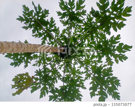 Looking Up at Papaya Tree Canopy Under Pale Sky Background Looking Up at Papaya Tree Canopy Under Pale Sky Background 135073077